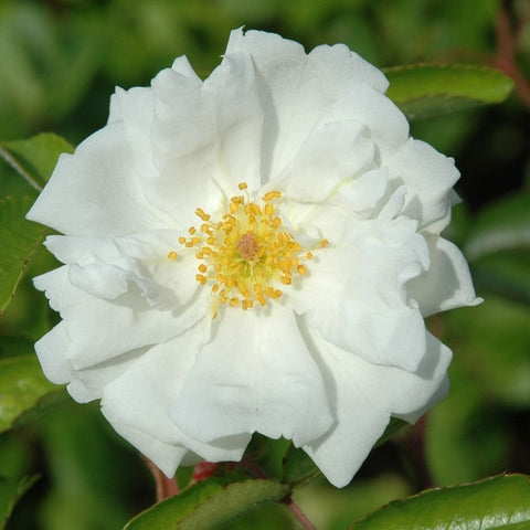 White single rose bloom with yellow stamens and ruffled layered petals