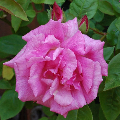 Pink double rose bloom with layered petals and green leaves