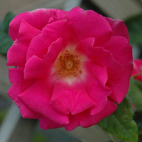 Pink rose flower with ruffled petals and yellow-stippled center