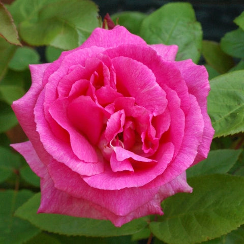Bright pink double rose bloom with layered petals and green foliage
