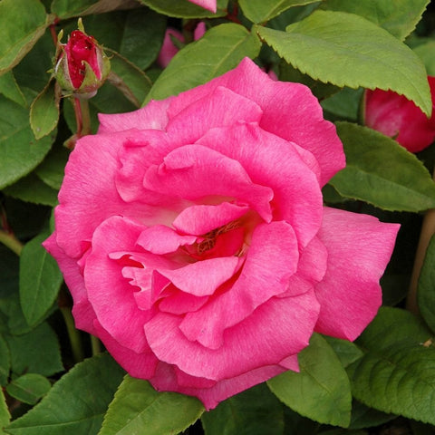 Pink rose bloom surrounded by green leaves and a small bud
