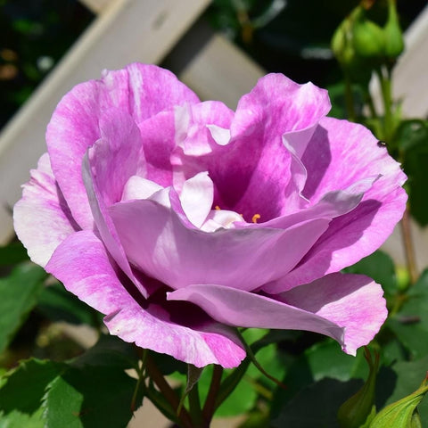 Pink rose flower with creamy white petals and yellow center, surrounded by green leaves