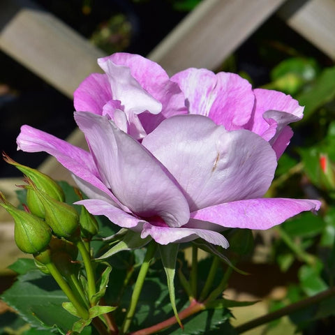 Single pink and white rose bloom with layered petals and green buds