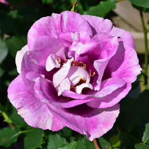 Close-up pink and white rose blossom with yellow stamens at the center
