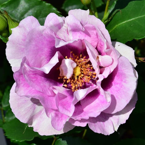 Pink and white rose bloom with ruffled petals and visible yellow center on green leaves