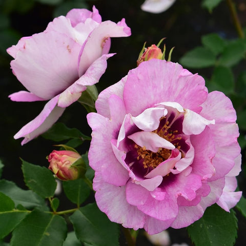 Two rose blooms: light pink flower and pink flower with yellow center, plus buds