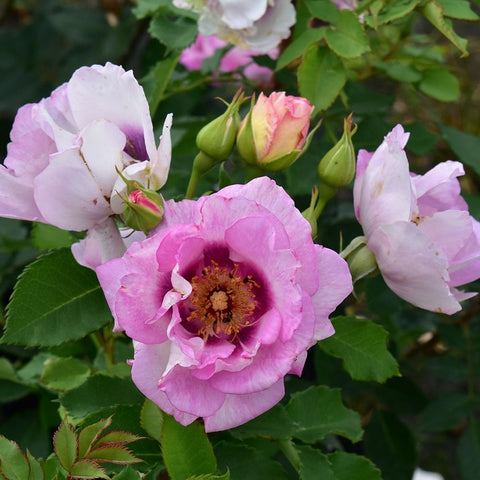 Pink rose bloom with green buds and several pale white rose blossoms
