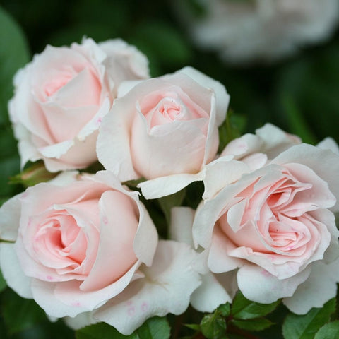 Pale pink rose flowers with white petals and green leaves