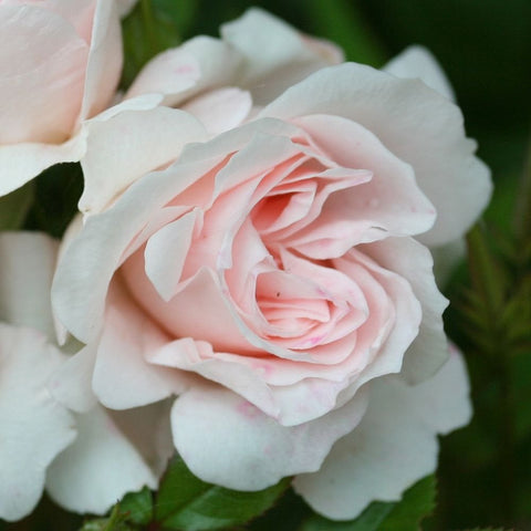 Close-up pale pink rose bloom with layered white petals