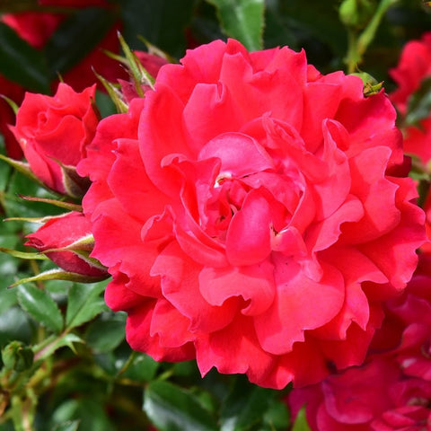 Patio standard rose bloom with bright pink-red ruffled petals and green leaves