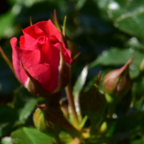 Patio standard rose bud cluster with red-pink buds and surrounding green leaves