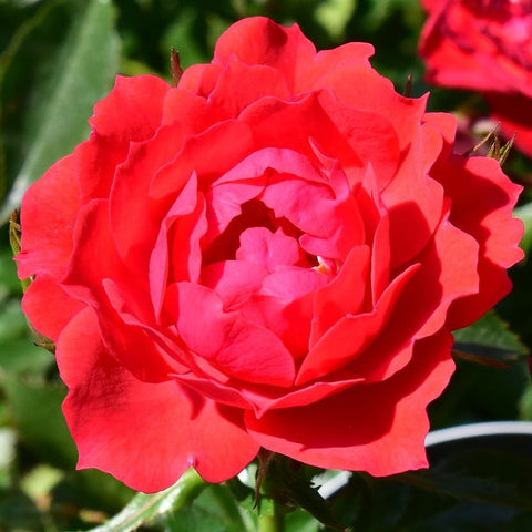 Patio standard rose bloom with vivid pink-red layered petals and green foliage