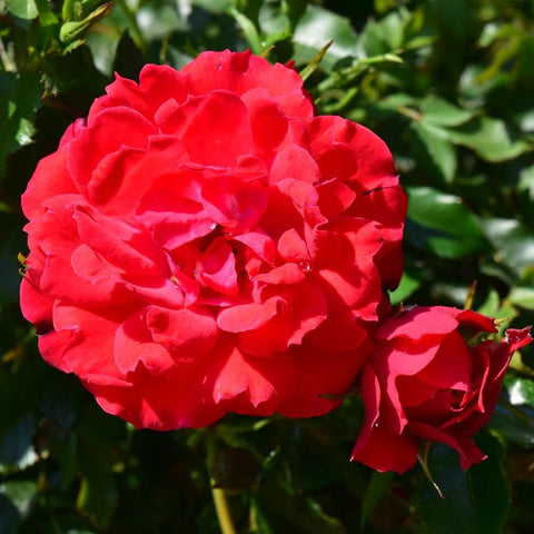Patio standard rose bloom with bright red-pink petals and a small rosebud nearby