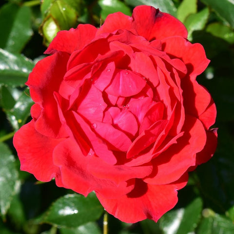 Patio standard rose bloom with saturated red-pink petals and visible water droplets
