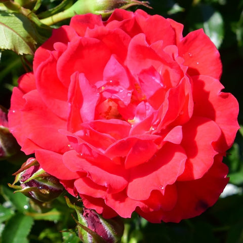Patio standard rose bloom with red-pink ruffled petals and water-speckled leaves