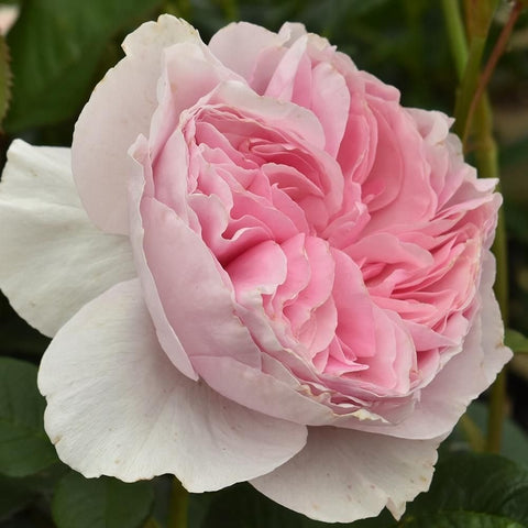 Light pink rose bloom with creamy white outer petals, full layered petals