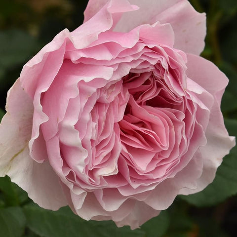 Soft pink rose bloom with layered petals and paler ruffled edges
