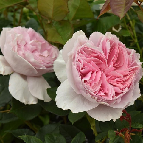 Two rose blooms, one pink and one pale, with green leaves and buds