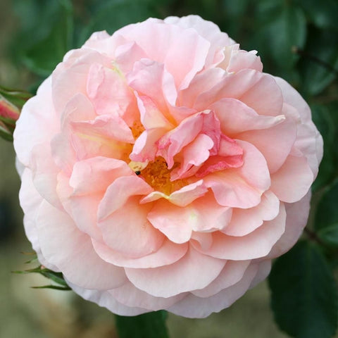 Light pink double rose bloom with orange center, surrounded by green leaves
