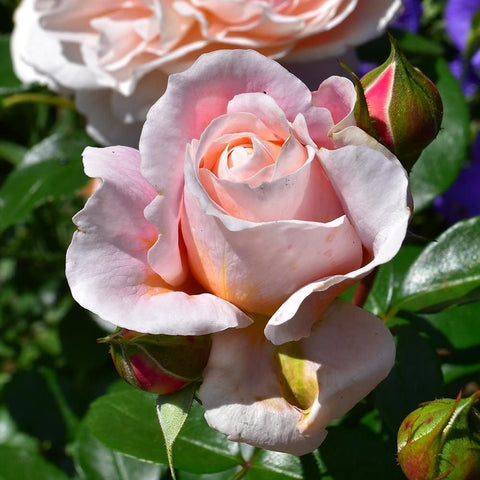 Pink rose bloom with peach highlights and unopened bud, on leafy stems