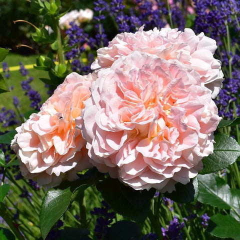 Peach white double rose cluster with glossy green leaves