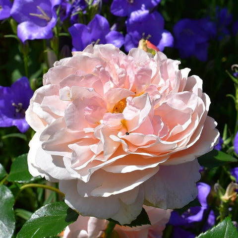 Creamy pink double rose bloom with orange center and green leaves