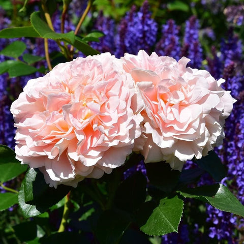 Twin pink double rose blooms with orange centers and green leaves