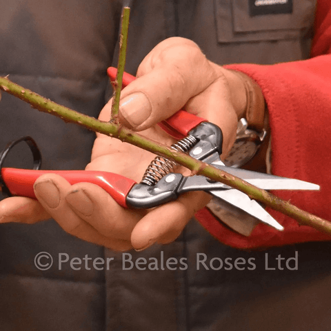 Red-handled fruit pruners with black jaws and silver blades, cutting green stems