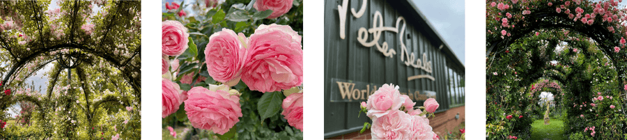 Rose Guarantee