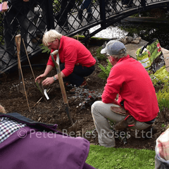Planting and pruning workshop: two people planting shrubs with tools in garden soil