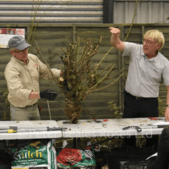 Planting and pruning workshop: instructor demonstrates pruning on a shrub
