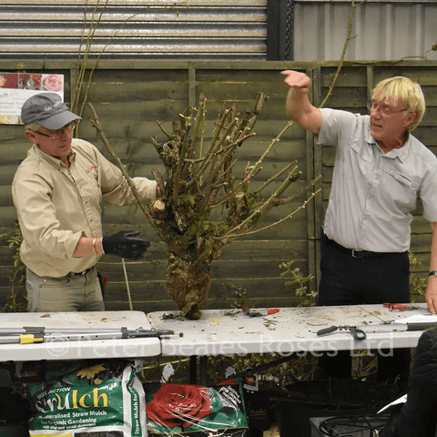Planting and pruning workshop demonstration, people pruning shrub branches at a garden bench
