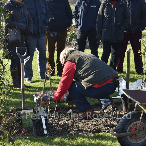 Planting and pruning workshop attendees planting saplings in soil with shovels and wheelbarrow