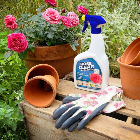 Rose Clear 3-in-1 garden spray bottle with blue trigger, with floral gardening gloves