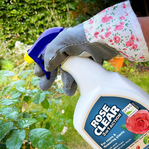 Rose Clear 3-in-1 garden spray bottle with blue trigger, held by floral gardening glove