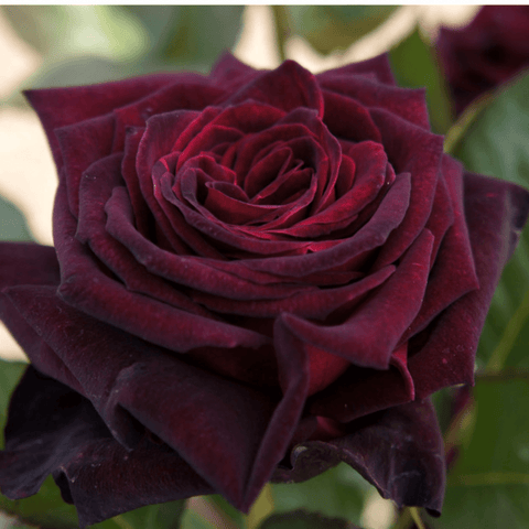 Velvety burgundy rose blossom with tightly layered petals