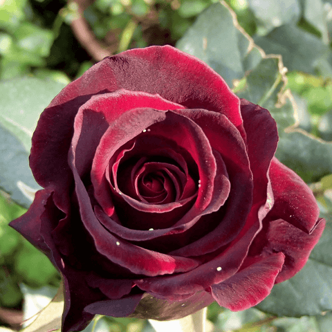 Burgundy rose bloom with ruffled, velvet-like petals