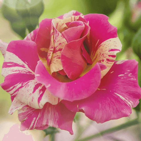 Variegated pink and cream rose bloom with layered petals, speckled pattern