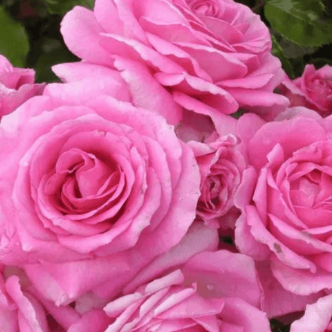 Pink rose blooms with layered petals, close-up