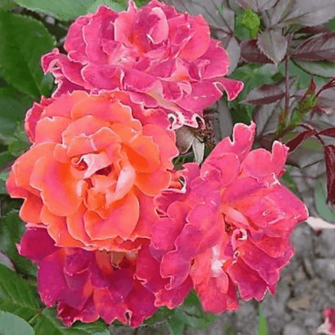 Cluster of ruffled rose blooms in pink and peach tones