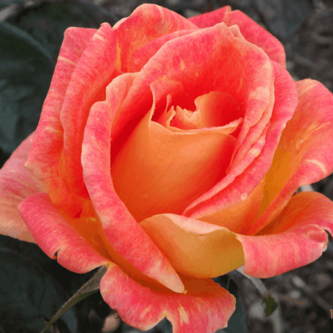 Red-orange rose bloom with layered petals