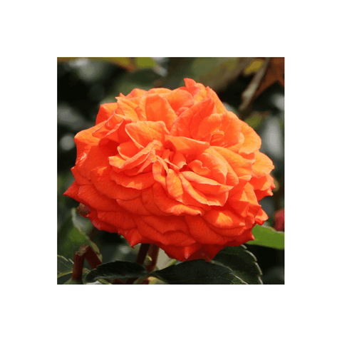 Orange rose flower with layered petals and dark green leaves