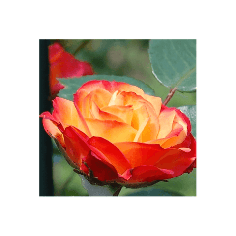 Orange-red rose flower with layered petals and green leaves