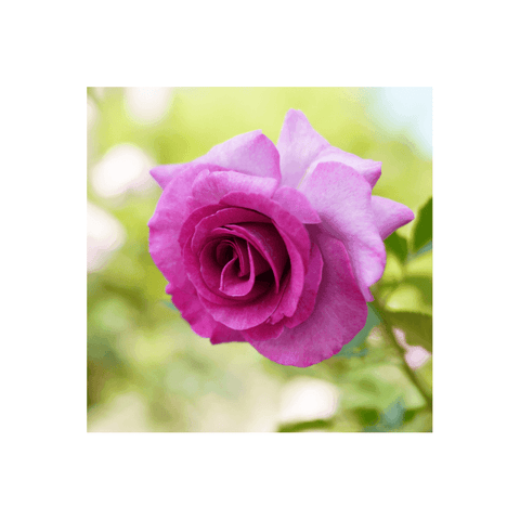 Purple scented rose bloom with layered petals and a curled center