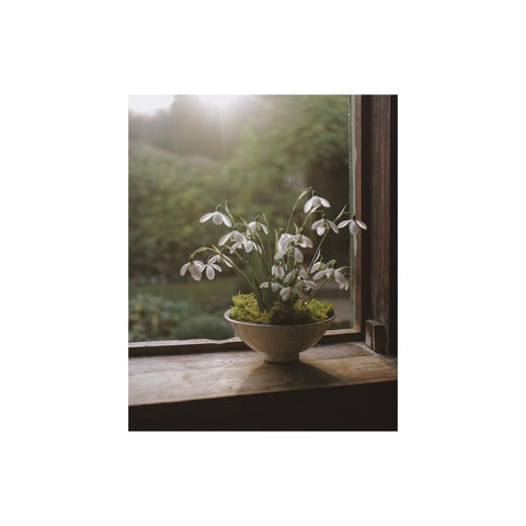 Potted snowdrop flowers in a round ceramic planter on a wooden window ledge