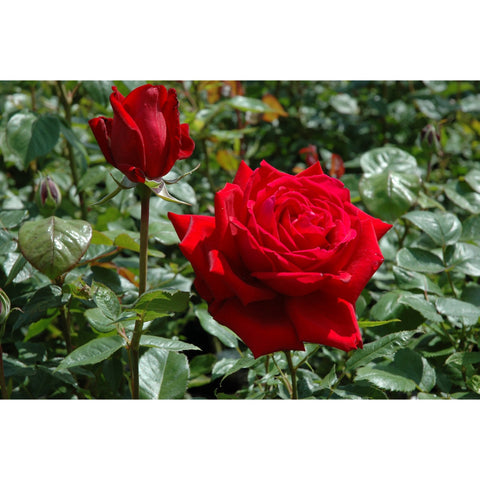Red rose and bud flowers growing on a leafy shrub
