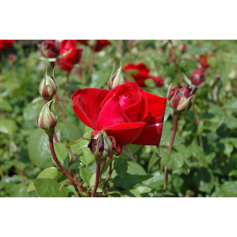 Red rosebuds cluster with one open red bloom and green foliage