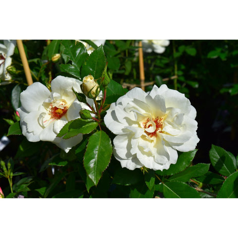 White double rose flowers on green stems with glossy leaves