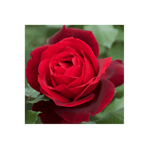 Red rose bloom with layered petals and green leaves