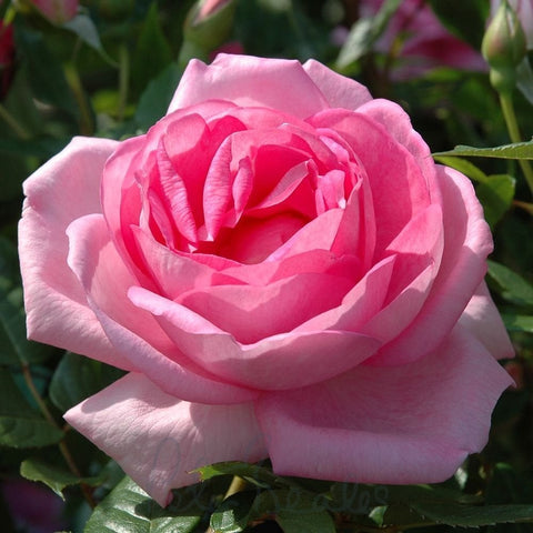 Pink garden rose flower close-up with layered petals and green foliage